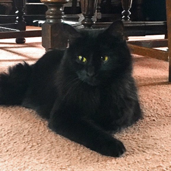 Meet Your Posher, Lacey - Picture 3 of 3